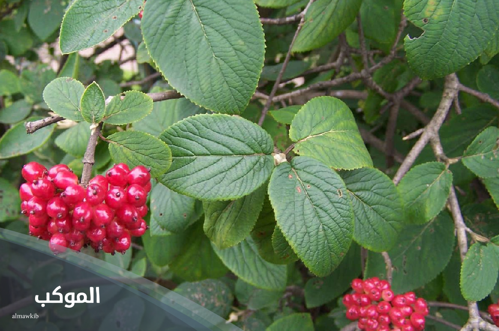 اسم فاكهة بحرف و