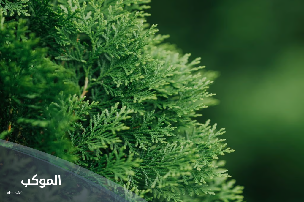 نبات بحرف ث من 4 حروف