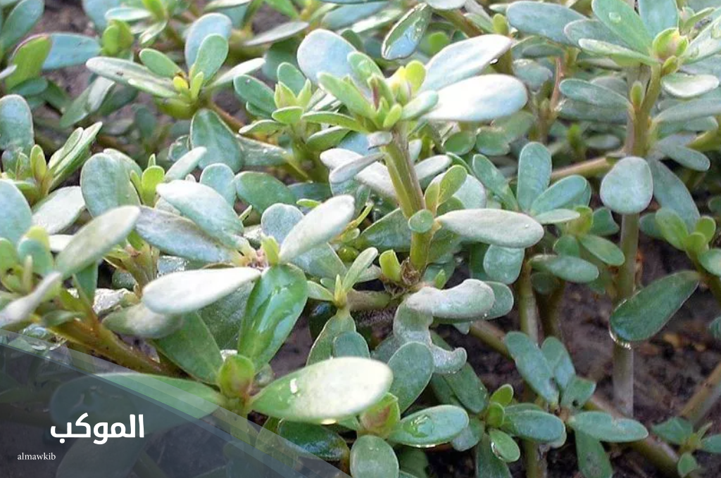 نبات بحرف الراء من 4 حروف