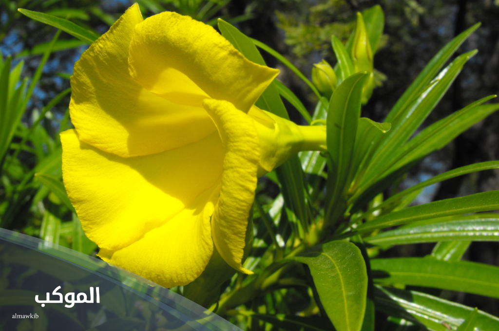 نبات بحرف ث غير الثوم