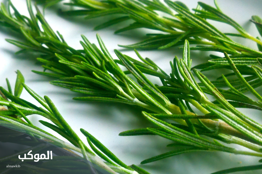 نبات بحرف ر غير رمان