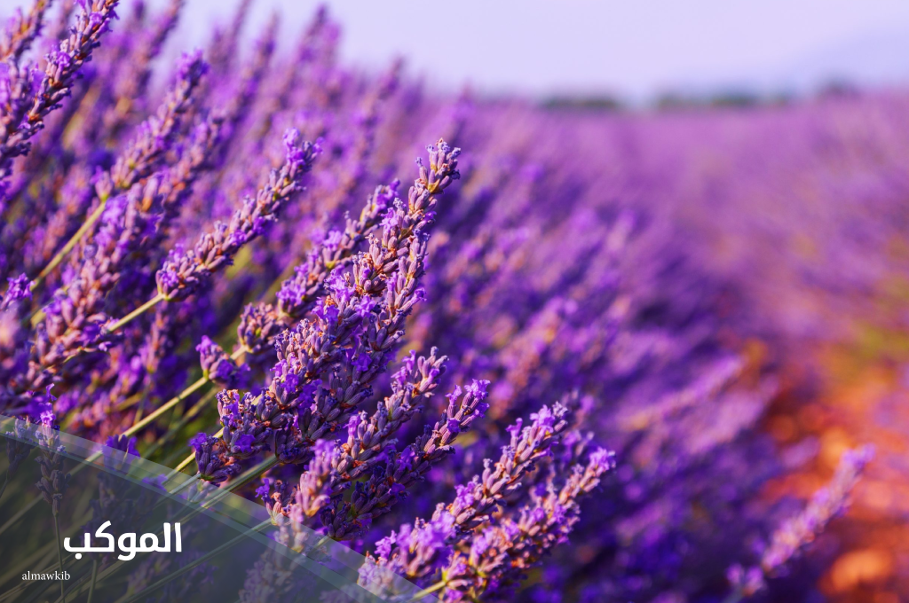 أسماء نبات بحرف اللام