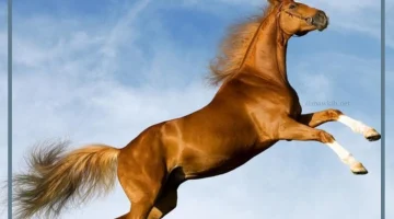 أجمل الخيول