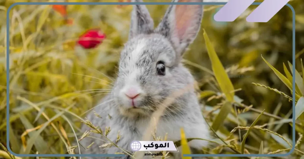 رؤية الأرنب في المنام للمتزوجة