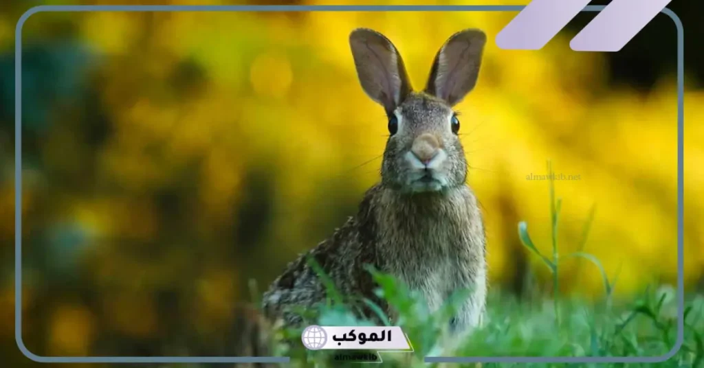 رؤيه الأرنب في المنام للمطلقة