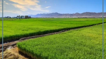 الأرز الموفر للماء في مصر