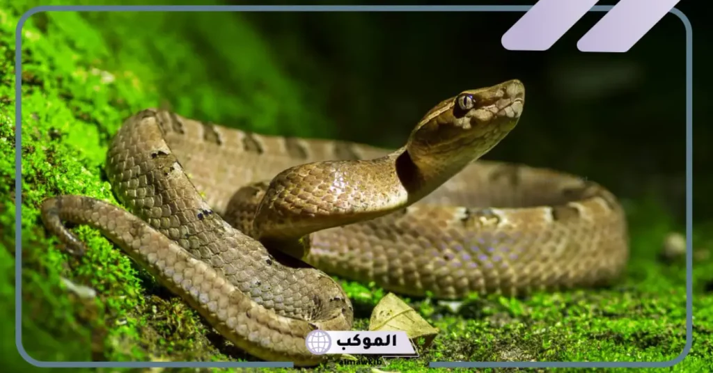 رؤية الثعبان في المنام وقتلة للعزباء