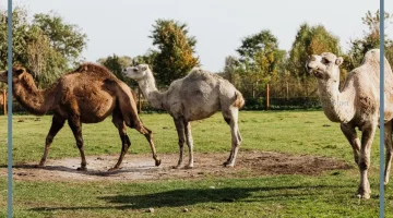 الابل في المنام