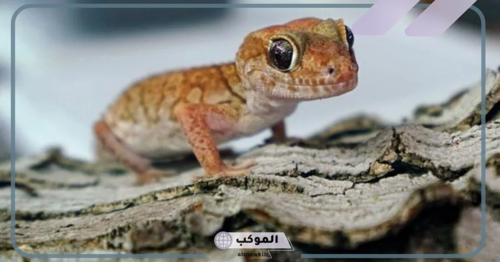 تفسير حلم الوزغ في البيت وقتله