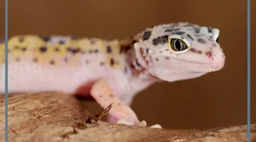 البرص في الحلم