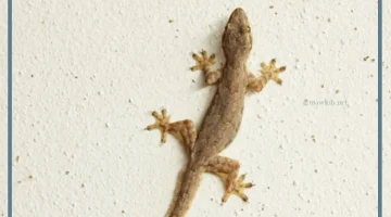 البرص في المنام