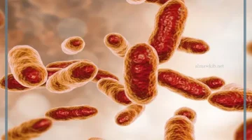 البكتيريا النافعة