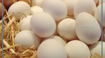 البيض في المنام