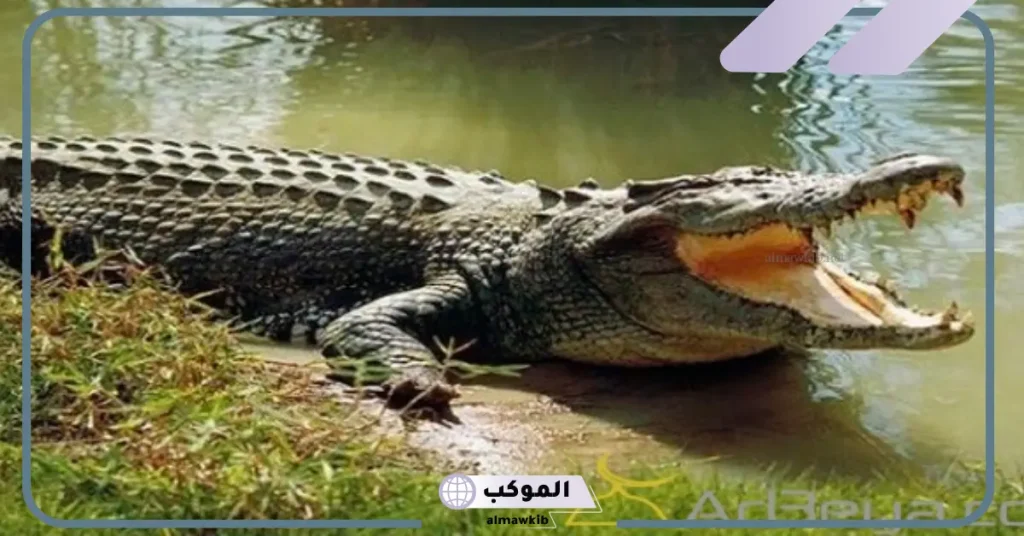 تفسير حلم التمساح للعزباء في المنام وعلاقته بابتعاد الأعداء 6 تفسير حلم التمساح في البيت