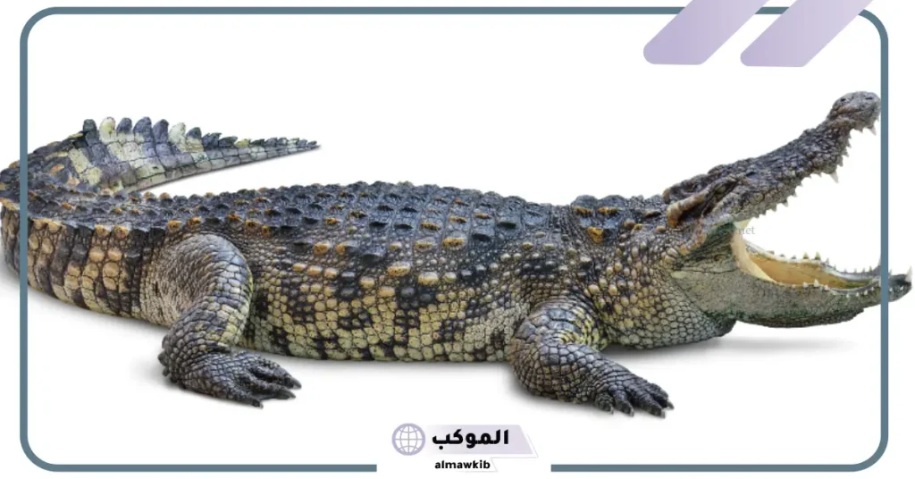 تفسير حلم التمساح للعزباء في المنام وعلاقته بابتعاد الأعداء 5 النجاة من التمساح في المنام للعزباء