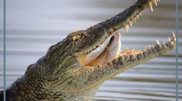 التمساح في المنام