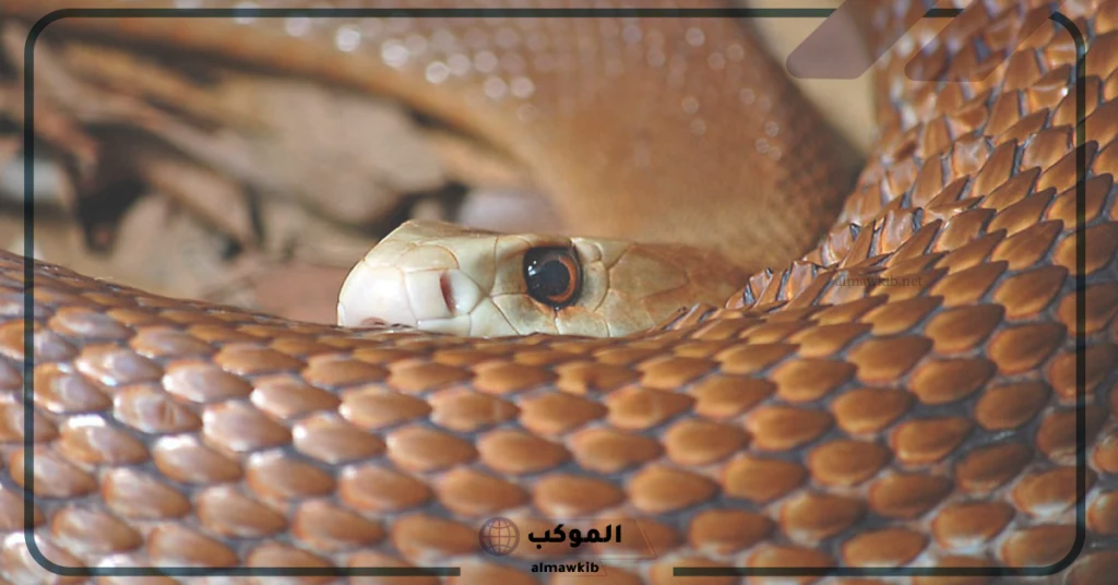 الهروب من الثعبان  في المنام للمتزوجة