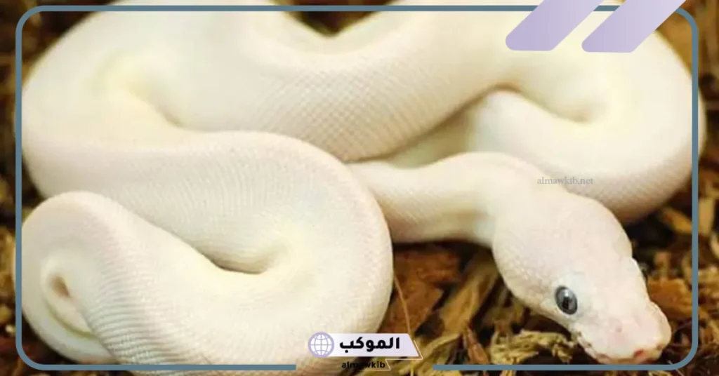 تفسير حلم الثعبان الابيض في المنام للعزباء والمتزوجة 5 رؤية الثعبان في المنام للعزباء