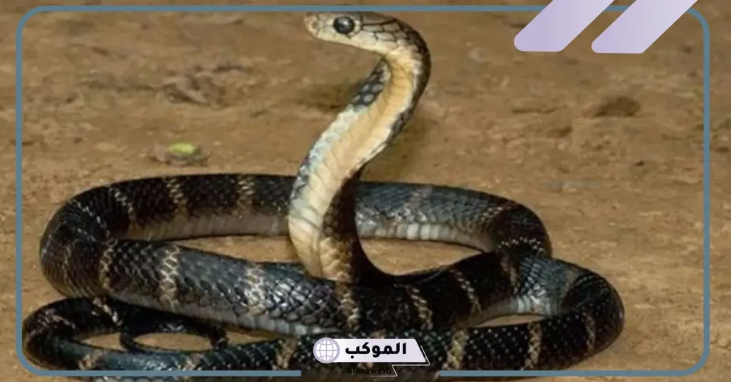 تفسير حلم ثعبان اسود يهاجمني في المنام للعزباء والحامل 5 تفسير حلم الثعبان الأسود يهاجمني