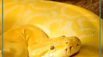 الثعبان الاصفر في الحلم