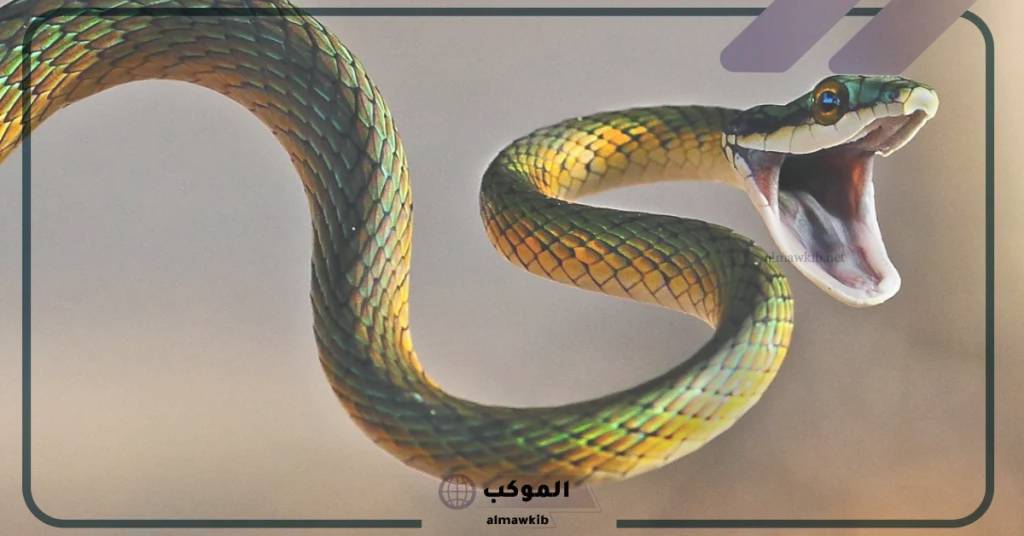 تفسير حلم ثعبان يهاجمني في المنام لابن سيرين 5 تفسير حلم ثعبان يهاجمني للمتزوجة