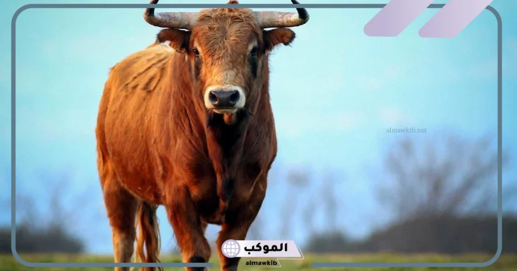 هجوم الثور في المنام 