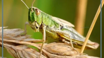 الجراد في الحلم