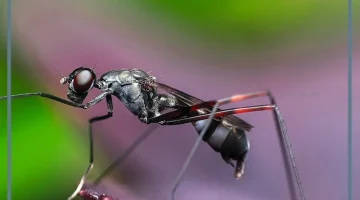 الحشرات في المنام