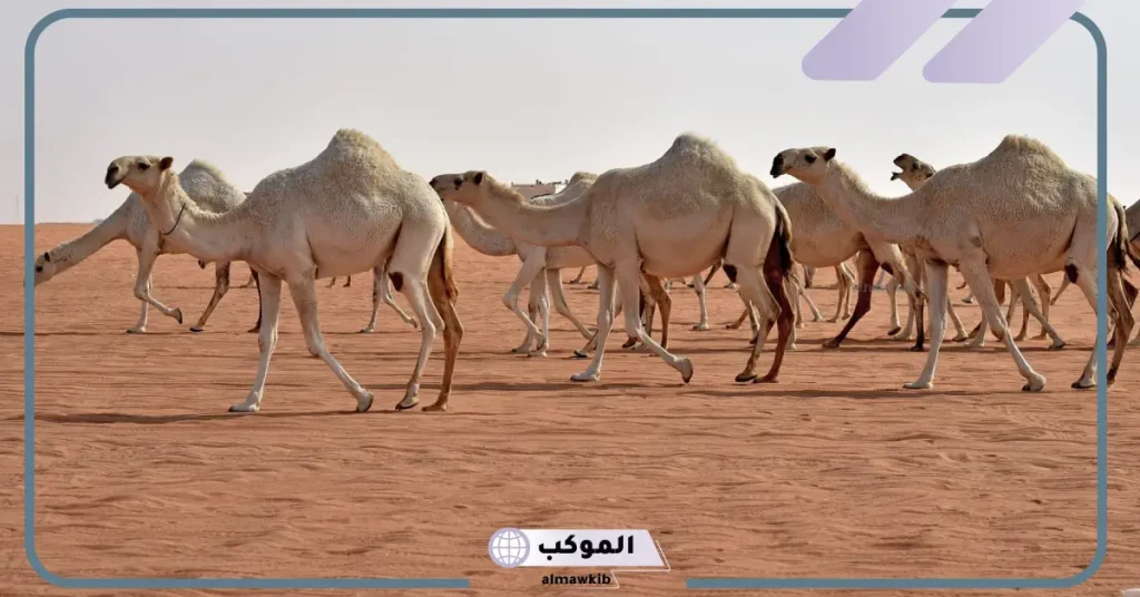 تفسير حلم الابل في المنام لابن سيرين 6 رؤية الإبل الكثيرة في المنام للعزباء