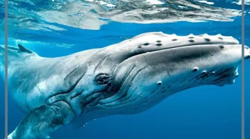 الحلم بالحوت