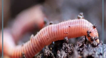 الحلم بالدود