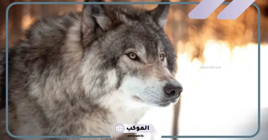 تفسير حلم الذئب الأسود