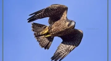 الحلم بالصقر