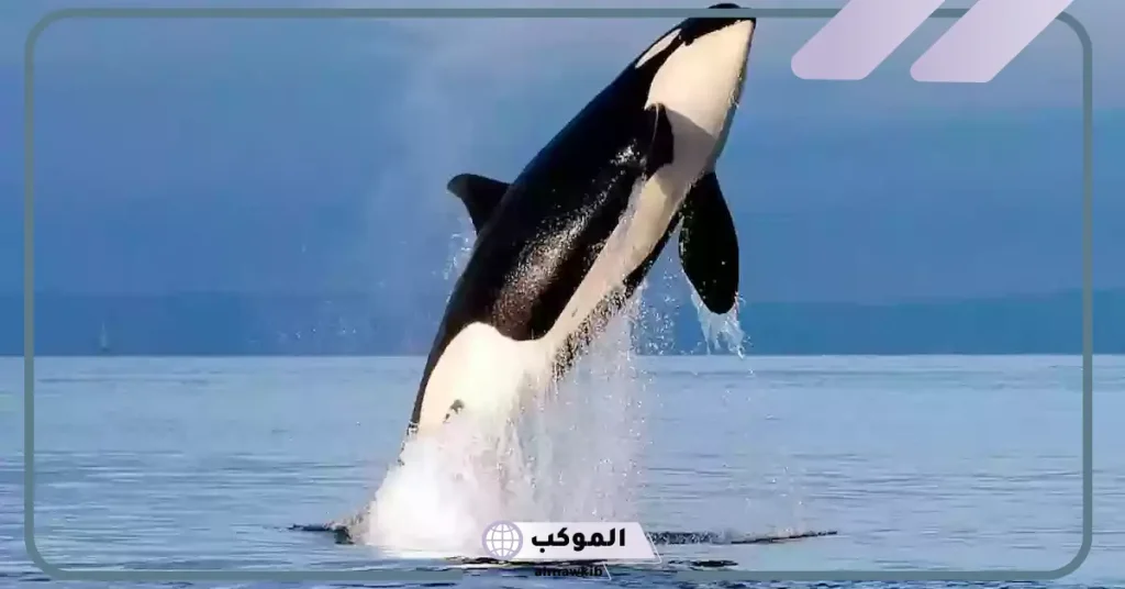 أهم تفسيرات رؤية الحوت في المنام