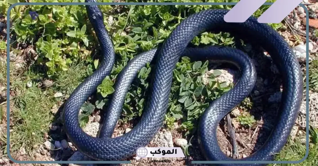 رؤية حية سوداء في المنام للعزباء 