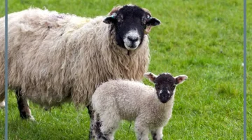 الخروف في المنام