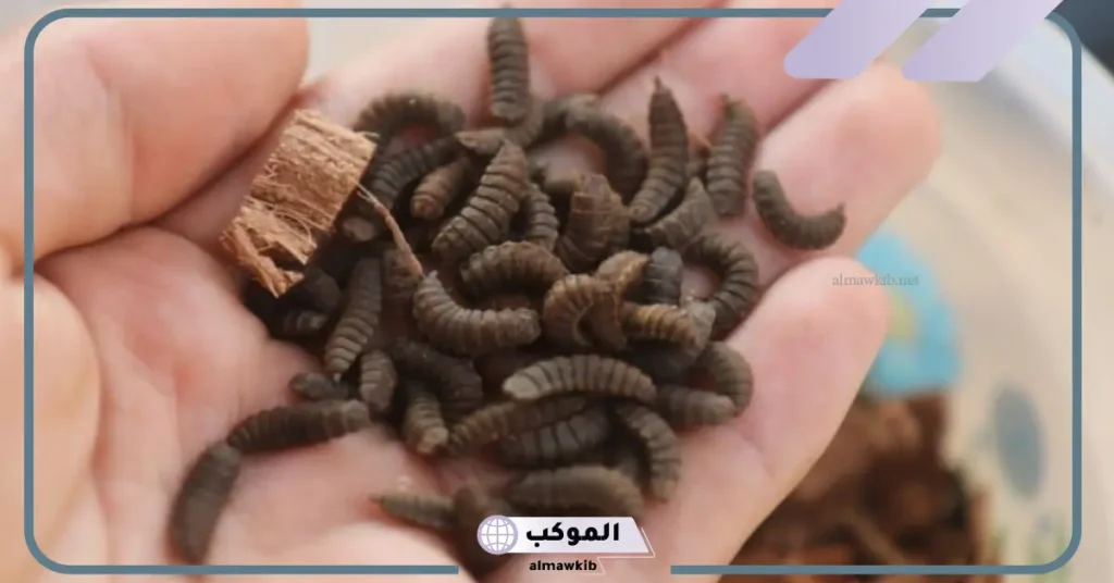 تفسير حلم الدود يمشي على الجسم في المنام لابن سيرين 5 تفسير حلم الدود يمشي على الجسم لابن سيرين