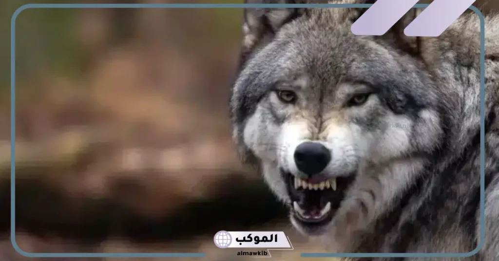 رؤية الذئب في المنام للمتزوجة