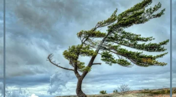 الريح والغبار