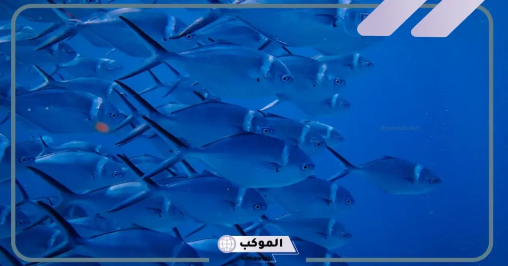 رؤية السمك في المنام للعزباء