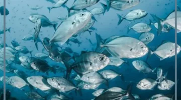 السمك في الحلم