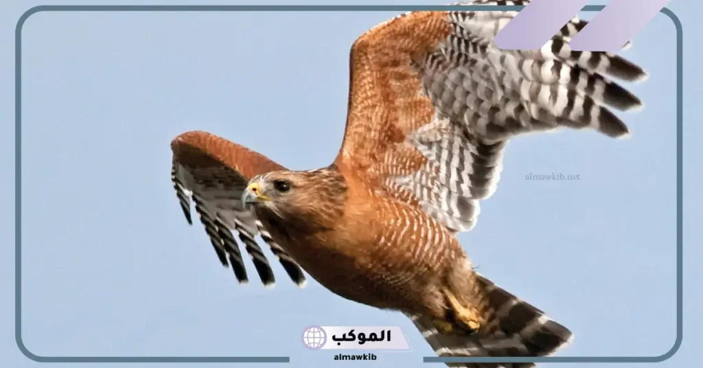 هجوم الصقر في المنام