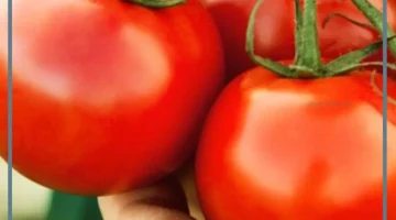 الطماطم في المنام