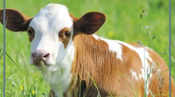 العجول في المنام