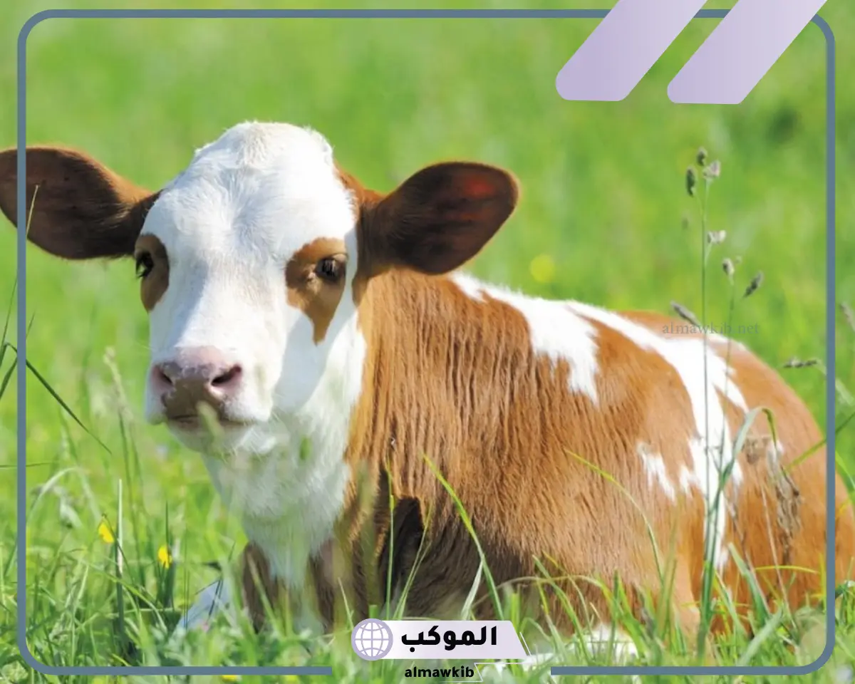 الدلالات الايجابية والسلبية لرؤية العجول