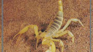 العقرب الأصفر