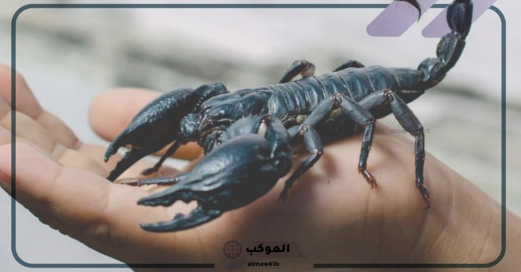 تفسير حلم العقارب الكثيره في المنام لابن سيرين 5 تفسير حلم العقارب الكثيره للمتزوجة