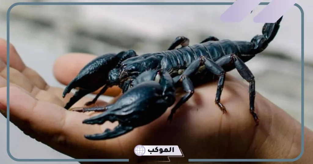 رؤية العقرب الأسود في المنام للمتزوجة