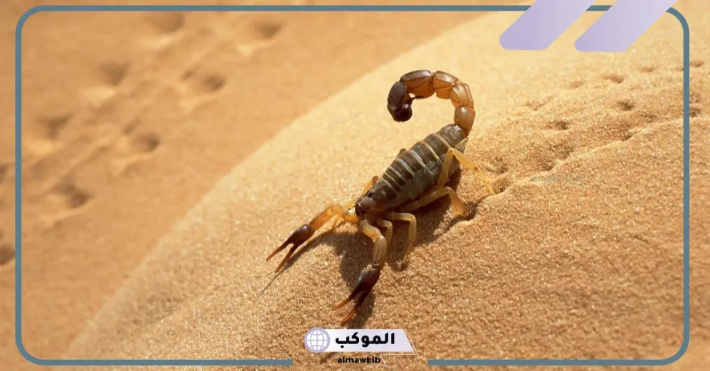 تفسير حلم لدغة العقرب في اليد اليمنى