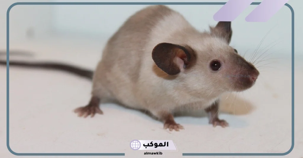 تفسير حلم الفئران الصغيرة في البيت